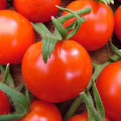 Tomat fr�. Gardeners delight. Solanum lycopersicum. Ca. 12 Fr�