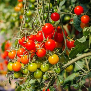 Tomat fr�. Gardeners delight. Solanum lycopersicum. Ca. 40 �kologiske fr�.