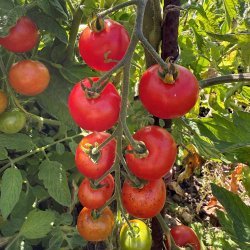 Tomat fr�. Gardeners delight. Solanum lycopersicum. Ca. 12 Fr�