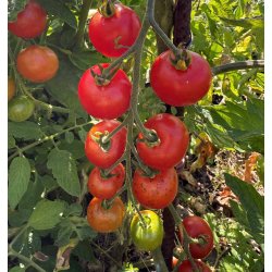 Tomat. Gardeners delight. Solanum lycopersicum.Fr