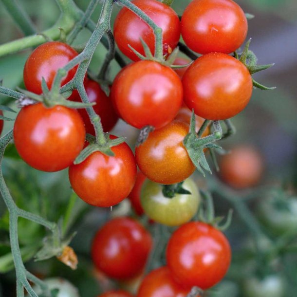 Tomat fr�. Garden Pearl. Solanum lycopersicum. Ca. 13 Fr�