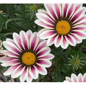 Pfugleblomst. Frosty kiss with flame. Gazania rigens  Fr.