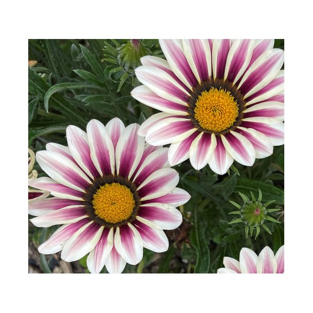 Pfugleblomst. Frosty kiss with flame. Gazania rigens  Fr.