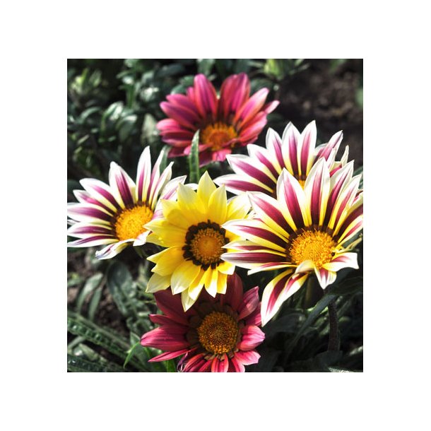 Pfugleblomst. Mixed. Gazania splendens. Fr.