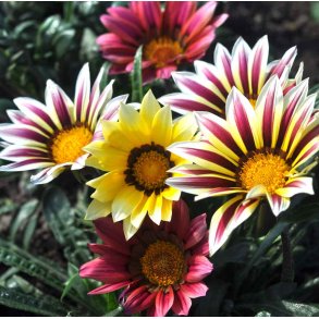 Pfugleblomst. Mixed. Gazania splendens. Fr.