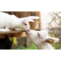 Roer. Brigadier. Beta vulgaris. Fr