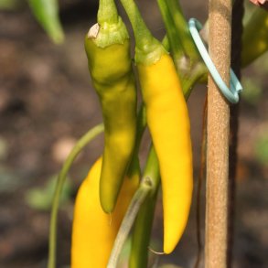 Chili fr�. Gelbes R�sselschen. Capsicum annuum. Ca. 10 Fr�