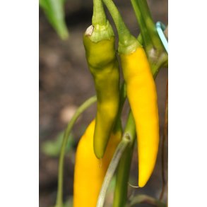 Chili. Gelbes Rsselschen. Capsicum annuum. Fr