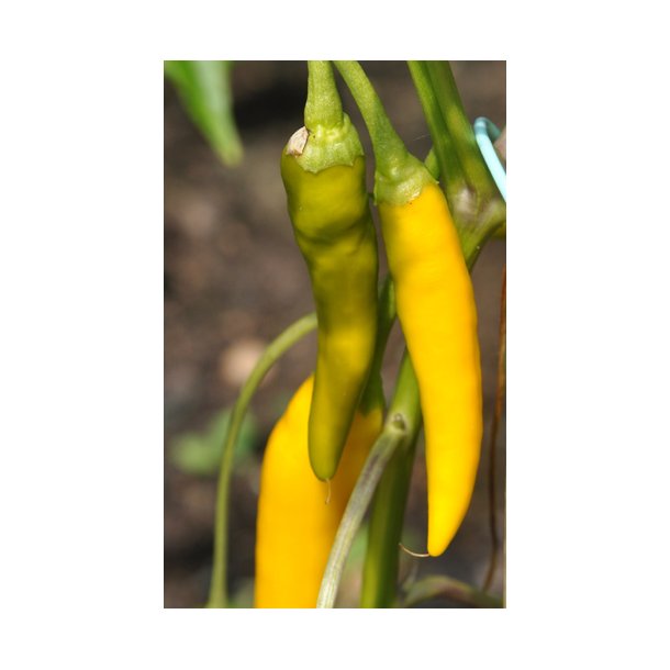 Chili. Gelbes Rsselschen. Capsicum annuum. Fr