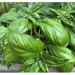 Basilikum. Genovese. Ocimum basilicum. Fr.