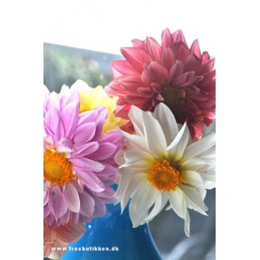 Georginer. Dahlia variabilis. Giant decorative. Ca. 1400 Fr�.
