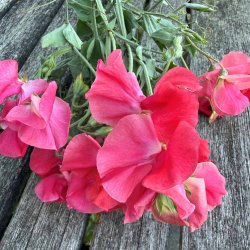�rteblomster fr�. Spencer. Geranium pink. Ca. 65 fr�