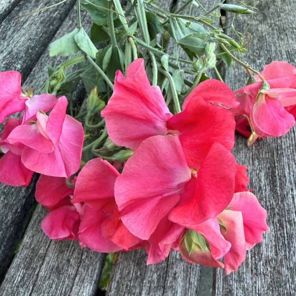 �rteblomster fr�. Spencer. Geranium pink. Ca. 65 fr�