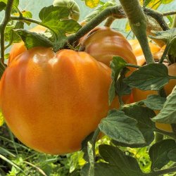 Tomat fr�. German Gold. Solanum lycopersicum. Ca. 8 fr�