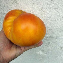 Tomat fr�. German Gold. Solanum lycopersicum. Ca. 8 fr�