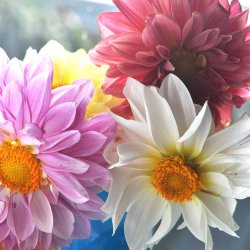 Georginer. Dahlia variabilis. Giant decorative. Ca. 1400 Fr�.
