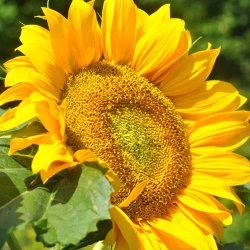 Solsikke fr�. Giant yellow single. Helianthus annuus. Ca.  40 �kologiske fr�.