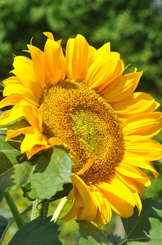 Højeste økologiske solsikker