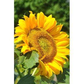 Solsikker. Helianthus annuus. Giant yellow single. kologisk. Fr.