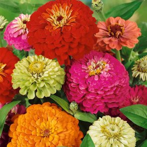 Fr�kenhat fr�. Giants of California. Zinnia elegans. Ca. 200 Fr�