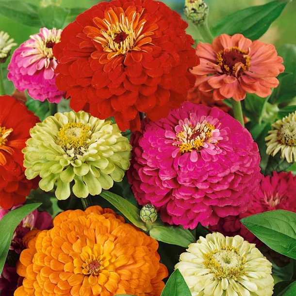Fr�kenhat fr�. Giants of California. Zinnia elegans. Ca. 200 Fr�