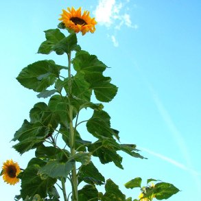 Solsikke fr�. Giganteus. Helianthus annuus. Ca. 150 Fr�