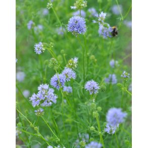 Blhoved. Gilia capitata. Fr