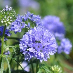 Bl�hoved fr�. Gilia capitata. XL pose. Ca. 118500 Fr�