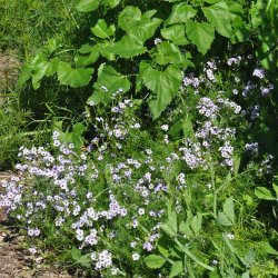 Fugle�je fr�. Gilia tricolor. XL pose. Ca. 12000 Fr�.