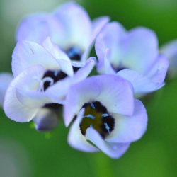 Fugle�je fr�. Gilia tricolor. XL pose. Ca. 12000 Fr�.
