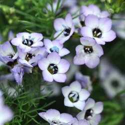 Fugle�je fr�. Gilia tricolor. Ca. 8000 Fr�.