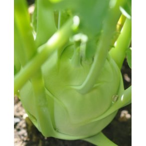 Glaskl, Lanro. Brassica oleracea Gongylodes. kologisk. Fr.