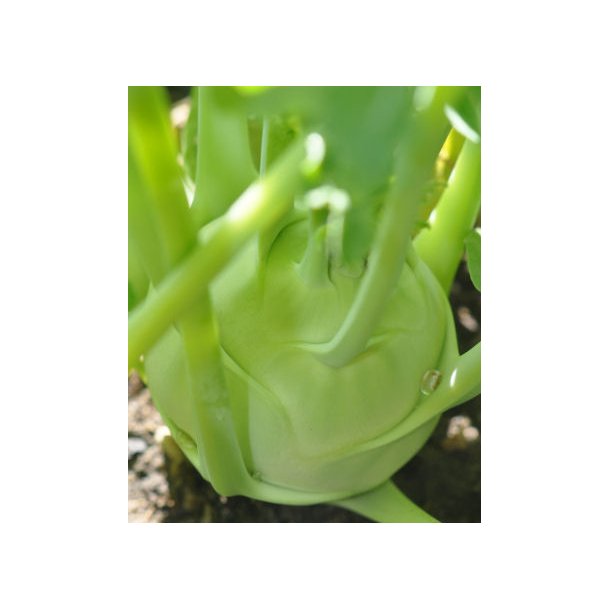 Glaskl, Lanro. Brassica oleracea Gongylodes. kologisk. Fr.