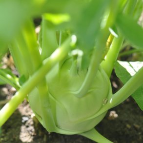 Glask�l fr� Lanro. Brassica oleracea Gongylodes. Ca. 200 �kologiske fr�.