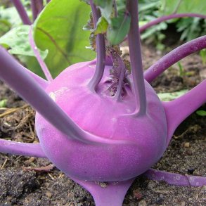 Glask�l fr�. Blaro. R�d. Brassica oleracea Gongylodes. Ca. 200 �kologiske fr�