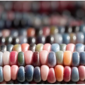 Majs. Glasmajs. Hybrids mixed. Zea mays. Fr