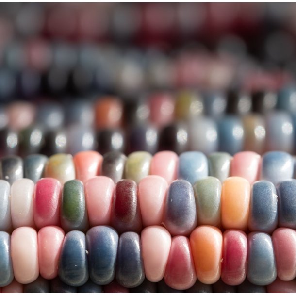 Majs. Glasmajs. Hybrids mixed. Zea mays. Fr