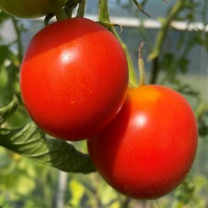 Tomat fr�. Pyros. Solanum lycopersicum. F1 Ca. 25 Fr�
