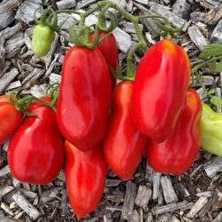 Tomat. Scatalone. Solanum lycopersicum. Fr.