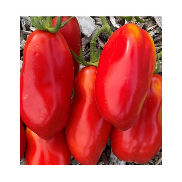 Tomat. Scatalone. Solanum lycopersicum. Fr.