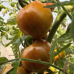 Tomat fr�. Kalypso. Solanum lycopersicum. Ca. 10 fr�