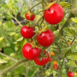 Tomat fr�. Philamina. Solanum lycopersicum. Ca. 10 Fr�