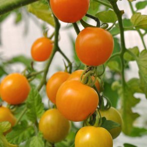 Tomat fr�. Golden cherry. Solanum lycopersicum. Ca. 10 Fr�.
