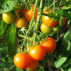Tomat fr�. Golden queen. Solanum lycopersicum.  Ca. 10 Fr�.