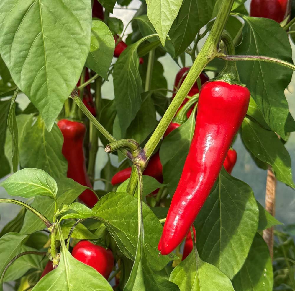 Gorria chili til chilipulver. Stor flot høst. 