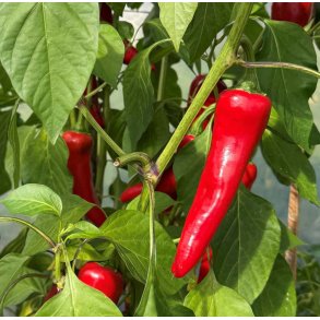 Chili. Gorria. Capsicum annuum. Fr