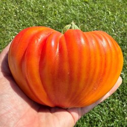 Tomat fr�. Gourmansun. Solanum lycopersicum. Ca. 6 fr�. F1