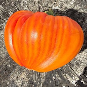 Tomat fr�. Gourmansun. Solanum lycopersicum. Ca. 6 fr�. F1