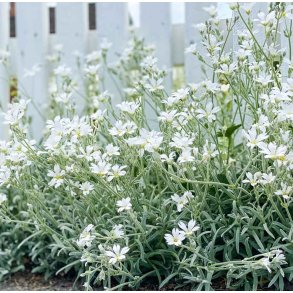 Grbladet hnsetarm. Snow in summer. Cerastium tomentosum. Fr