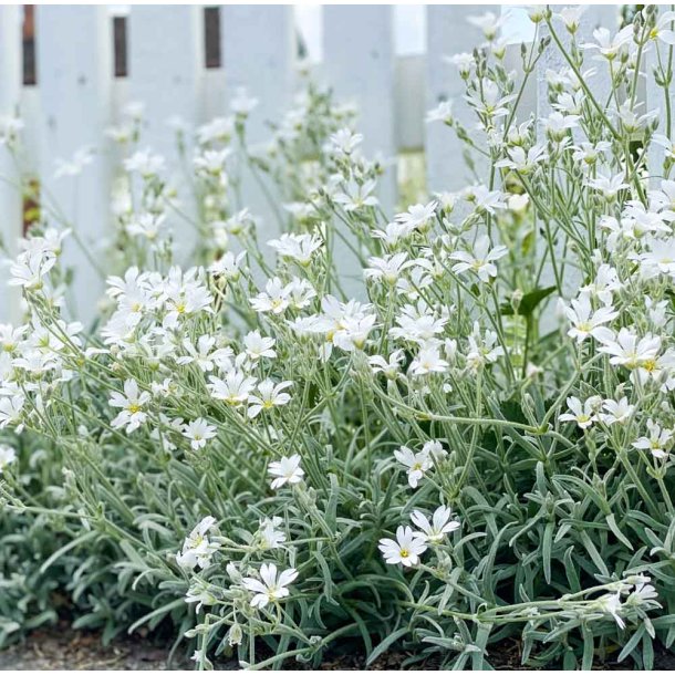 Grbladet hnsetarm. Snow in summer. Cerastium tomentosum. Fr